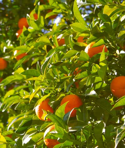 AVO Produits portugais et plants d'agrumes lorient