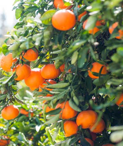 AVO Produits portugais et plants d'agrumes lorient